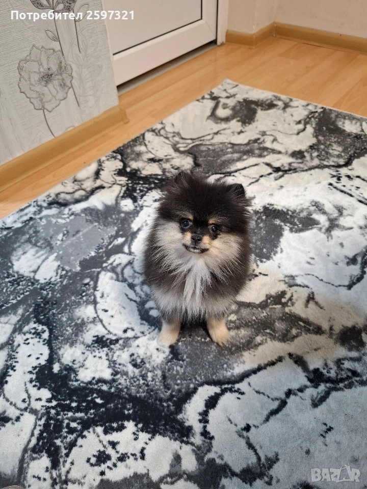 ПОМЕРАН , снимка 1