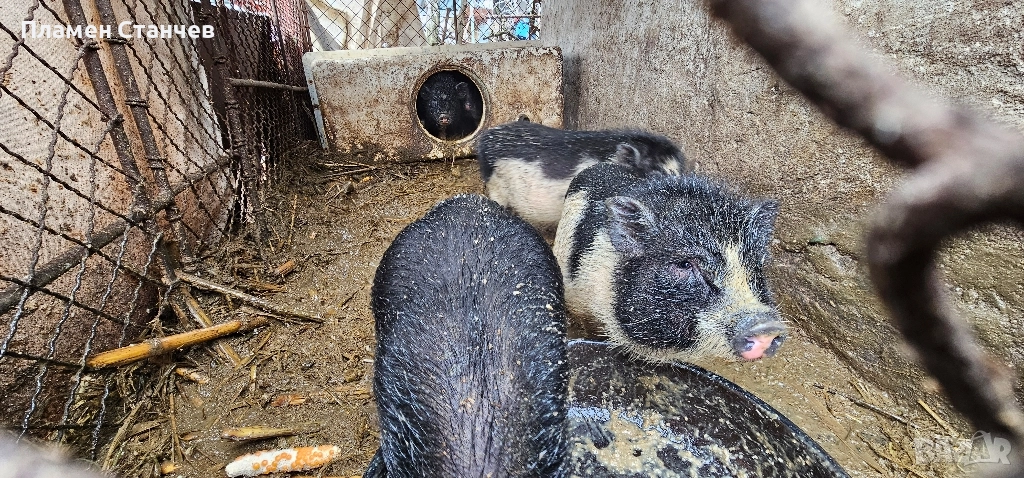 продавам бременни виетнамски свине, снимка 1