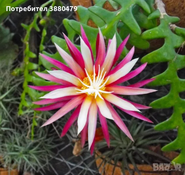  семена от красиво екзотично растение от Мароко, снимка 1