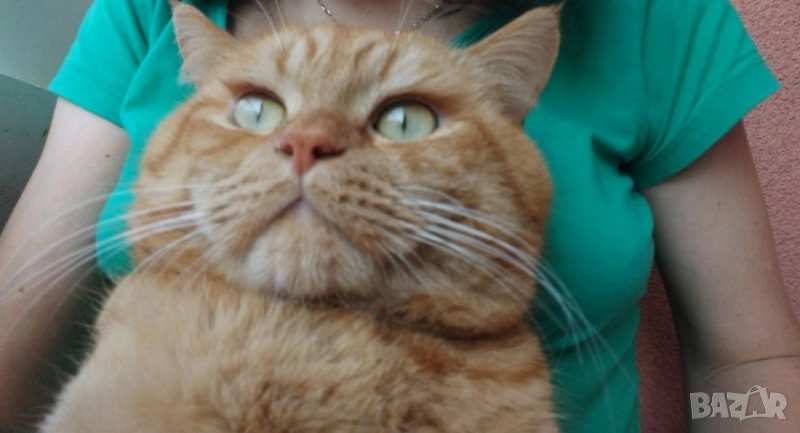 Продавам британец за разплод или за домашен любимец, снимка 1