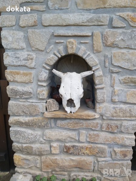 Стар кравешки череп, снимка 1