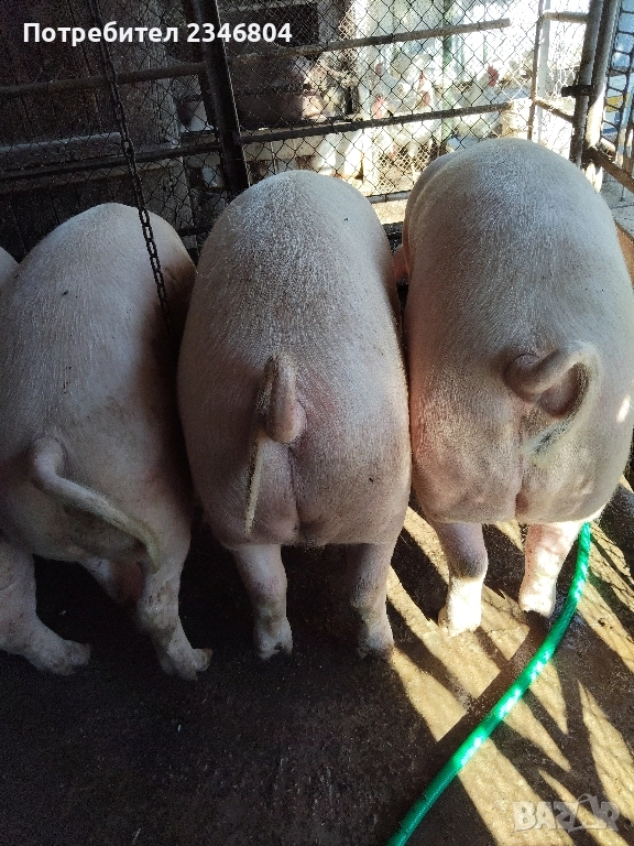 домашни прасета хранени само с домашен фураж тикви и картофи килограми около 120 цена , снимка 1