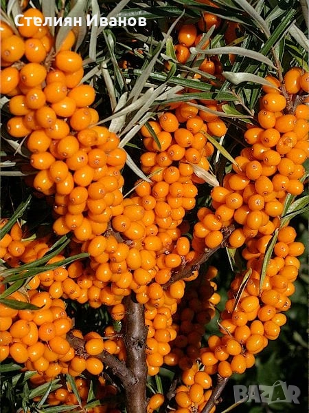 Облепиха, ракитник, сибирски ананас, морски зърнастец (Hippophae rhamnoides), снимка 1