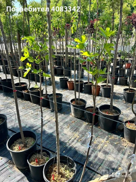 Бяла Едра Смокиня, снимка 1