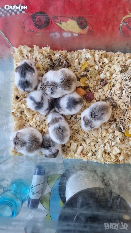 мини хамстери, снимка 1