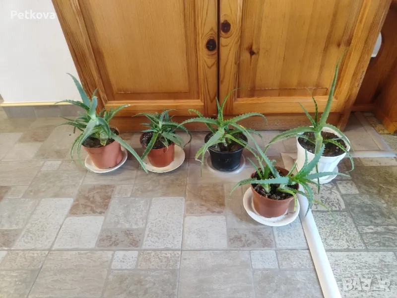 Алое Вера-лечебно, снимка 1