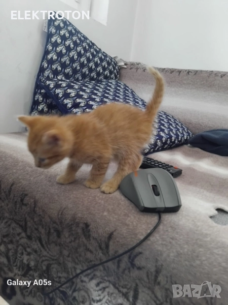Подарявам малки котета, снимка 1