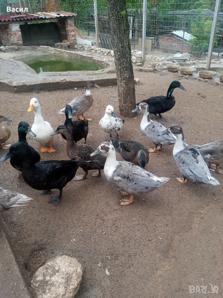 na promociq , снимка 1