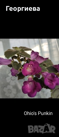 разменям ризоми от колерия и ахименес , снимка 18 - Стайни растения - 52913679