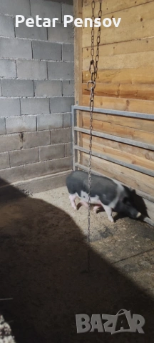 Виетнамски нерез, снимка 2 - Прасета - 53341275