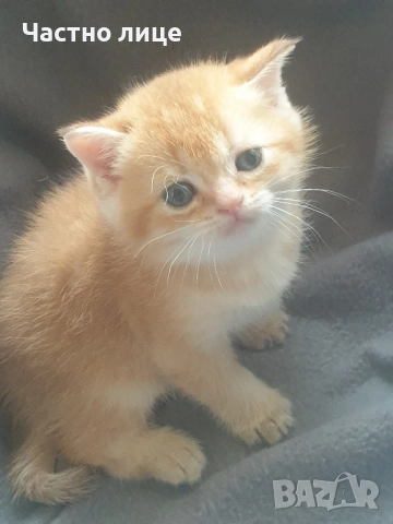 Шотландски котета златна чинчила, снимка 6 - Чинчили - 52030122