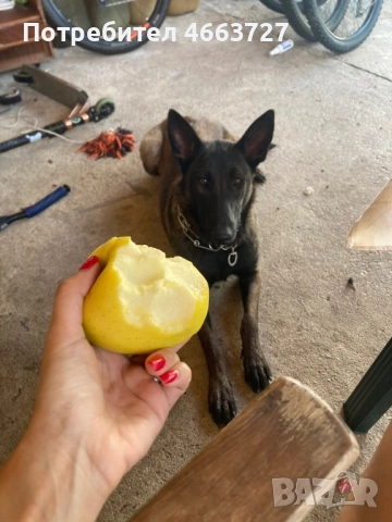 Продавам Белгийски овчарки, снимка 8 - Белгийска овчарка - 52579124