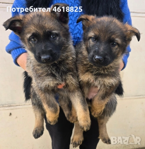 Сиви немски овчарки , снимка 7 - Немска овчарка - 53635810