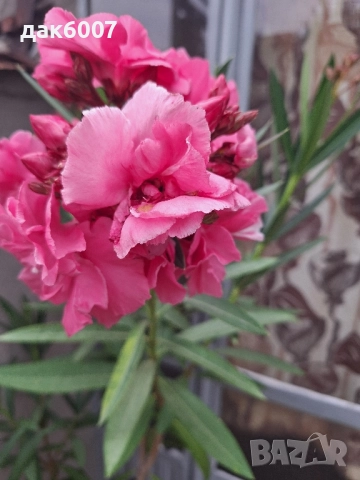 Закум(розов)-170 см.