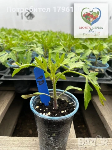 Разсад - домати, пипер, краставици, снимка 5 - Разсади - 54341369