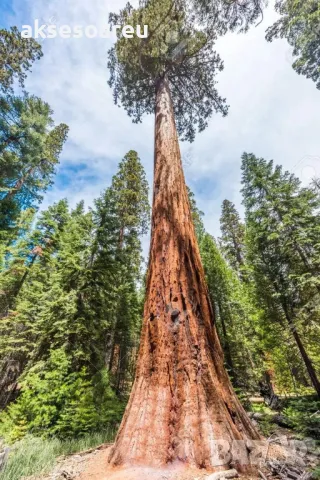 15 x семена гигантска секвоя мамутово дърво sequoiadendron giganteum за декорация на двора, снимка 18 - Сортови семена и луковици - 49826111