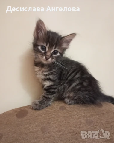 Подарявам коте, снимка 1