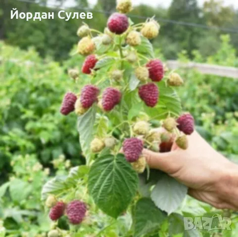 ‼️🌱Здравеите предлагам разсад Малини Висок Добив Много Сладки и Ароматни  (Люлин1лв) (Полка Глен Ди, снимка 4 - Разсади - 49910225
