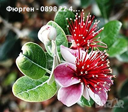 Фейхоа, Ананасова Гуава -Йодно дърво, снимка 7 - Градински цветя и растения - 30182884