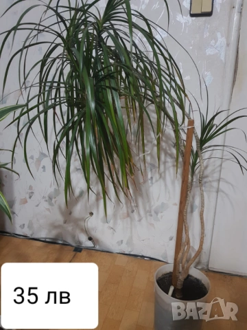 Стайни цветя в саксии, снимка 16 - Стайни растения - 33680701