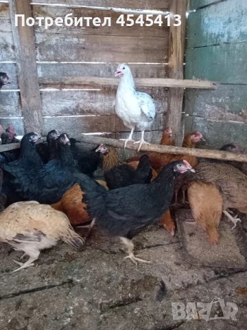 Кокошки домашни селски., снимка 1