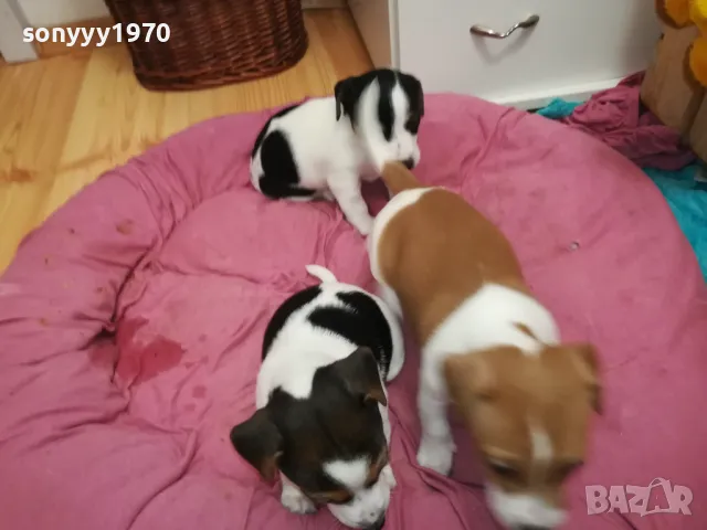 ДЖАК РЪСЕЛ ТЕРИЕР-БЕБЕТА РОДЕНИ НА 19-ТИ ДЕКЕМВРИ 0202251953, снимка 9 - Джак ръсел териер - 48934625