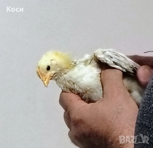 Люпя плодни кокоши яйца от клиента 