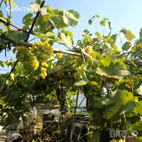 Парцел с овошки, снимка 18 - Парцели - 54730105