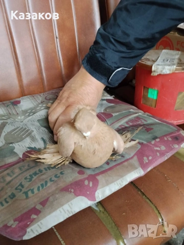 Продавам Узбекски, снимка 3 - Гълъби - 54282063