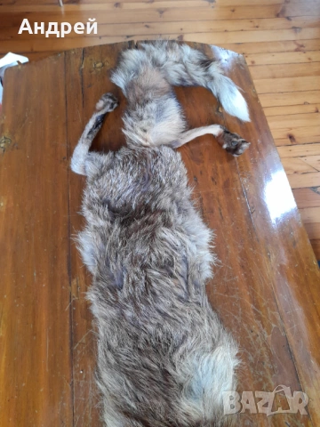 Стара кожа,яка от лисица #2, снимка 3 - Други ценни предмети - 54081281