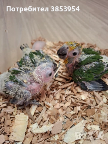 Аратинга - Яндая - бебета , снимка 6 - Папагали - 54079961