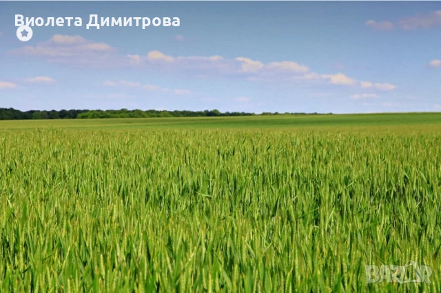 Земя Нова Камена- 29 дка, трета категория