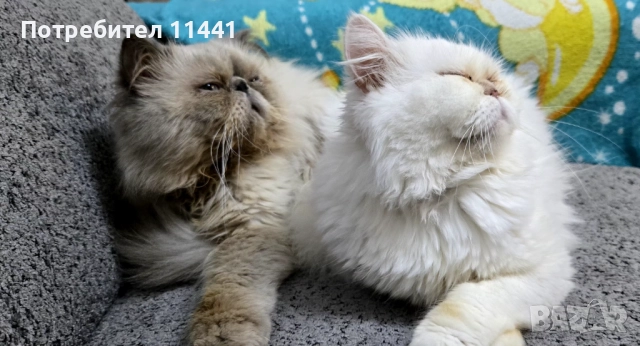 Персийско котенце, снимка 7 - Персийска - 52845721