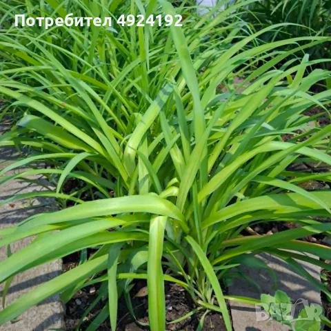 Хемерокалис Дневна Лилия, снимка 3 - Градински цветя и растения - 56301057