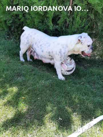 АНГЛИЙСКИ БУЛДОГ, снимка 3 - Английски булдог - 36451960