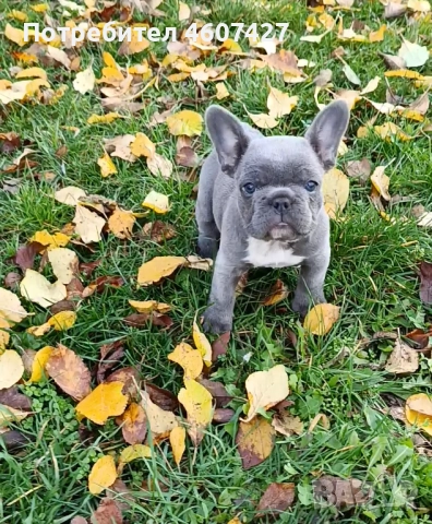 Френски булдог