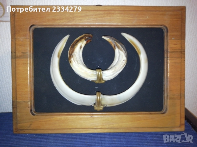 Рога, ловна сбирщина от 70-80те години, снимка 15 - Колекции - 52583206