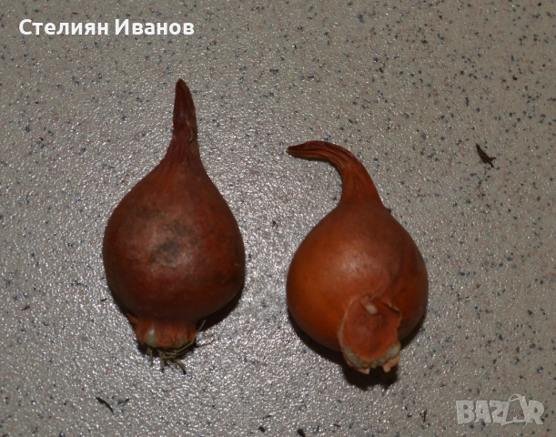 Лале (Tulipa cretica 'Hilde') - луковици, снимка 2 - Сортови семена и луковици - 52970990