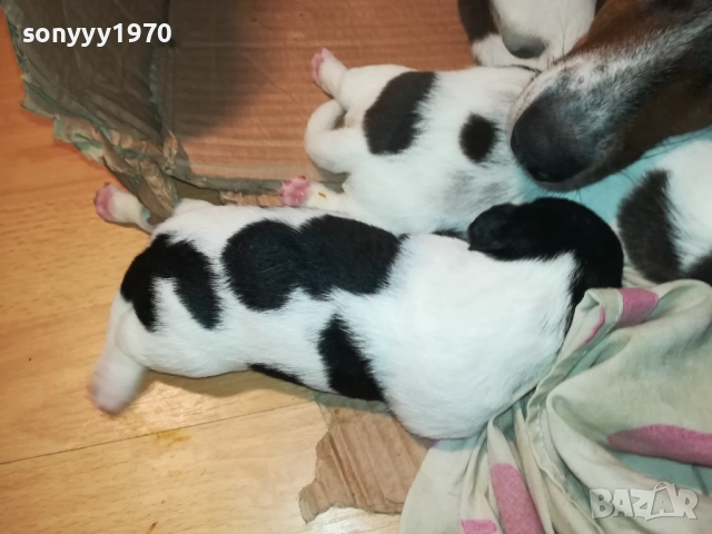 ДЖАК РЪСЕЛ-250ЛВ ЗА СЛАДКО КУТРЕ ПО ИЗБОР 2508251815, снимка 4 - Джак ръсел териер - 51486615