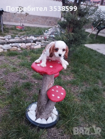 Кавалер Кинг Чарлз Шпаньол , снимка 4 - Кавалер кинг чарлз шпаньол - 52669127