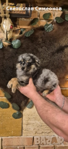 Мини померански шпиц и 2 бр пинчери