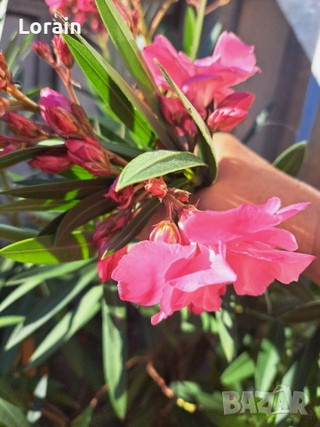 Зокум ,Олеандър(розов)-1.70 см.