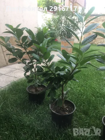 Лавровишна и други вечнозелени растения., снимка 1