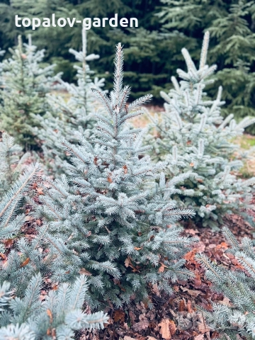 Сребрист Смърч 