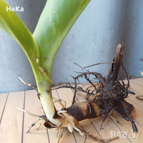 градински кани , снимка 6 - Други - 54317427