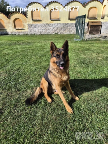 Немска овчарка с родословие