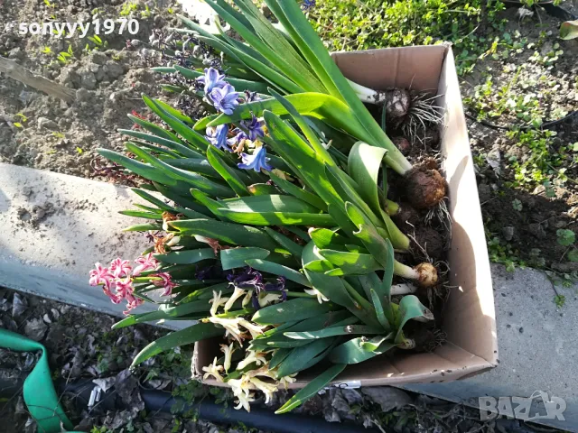 ЗЮМБЮЛИ В САКСИЯ С ПОЧВА 25ЛВ ЗА ЕДИН С ЛУКОВИЦА 1404250825, снимка 5 - Градински цветя и растения - 49886619