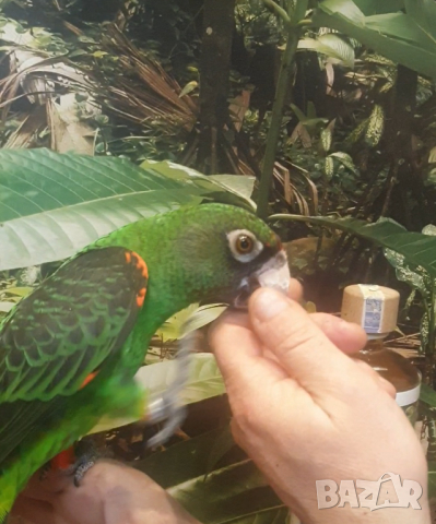 Продавам Жардина (Конгоански папагал), снимка 5 - Папагали - 44779416