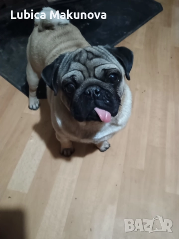 Jorkšir x Mopsik, снимка 3 - Йоркширски териер - 52815160