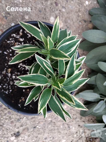 Alstroemeria Colorita Katiana – уникална пъстролистна алстромерия, снимка 6 - Градински цветя и растения - 56086764